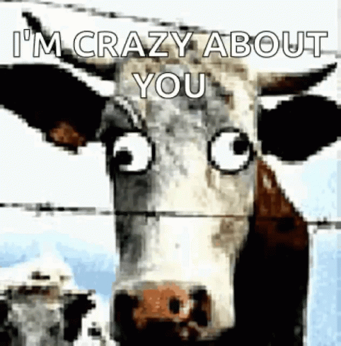 Love Crazyaboutyou GIF - Love Crazyaboutyou Cows GIFs