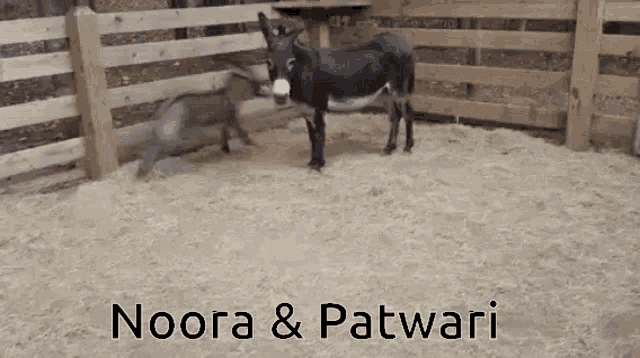 two donkeys are standing in a fenced in area with the words noora & patwari below them