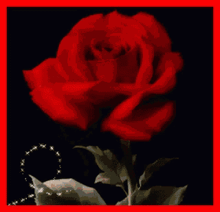 a red rose with a butterfly and a necklace on it