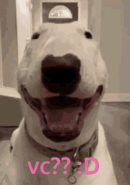 a close up of a dog 's face with the words vc : d written below it