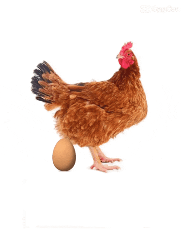 a man is laying on top of a large egg next to a large chicken