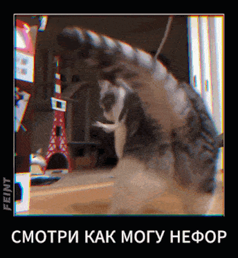 a picture of a cat playing with a toy and the words смотри как могу нефор