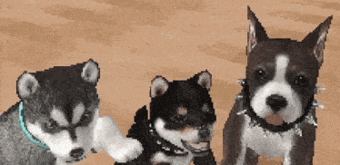 three puppies wearing spiked collars are standing next to each other .