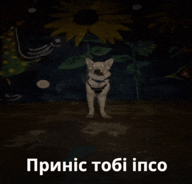 a white dog is holding a bunch of flowers in its mouth with a caption in a foreign language