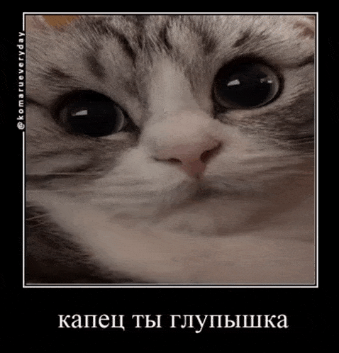 a close up of a cat 's face with russian writing on it