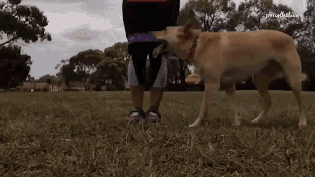 Going Under Dog GIF - Going Under Dog Exercise GIFs