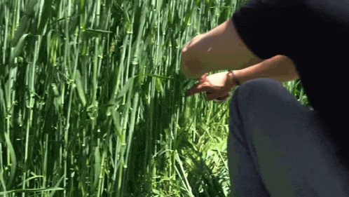 a person in a black shirt is kneeling down in a field of tall grass