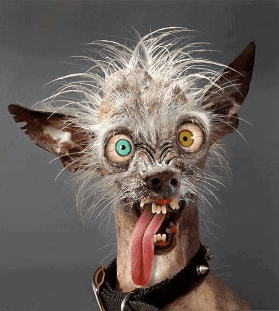 a very ugly dog with a red tongue sticking out and green eyes