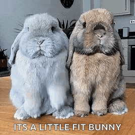 two rabbits are sitting next to each other on a wooden table with the words `` its a little fit bunny '' .