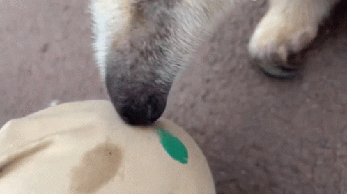 Tamandua Anteater GIF - Tamandua Anteater Not A Pet GIFs