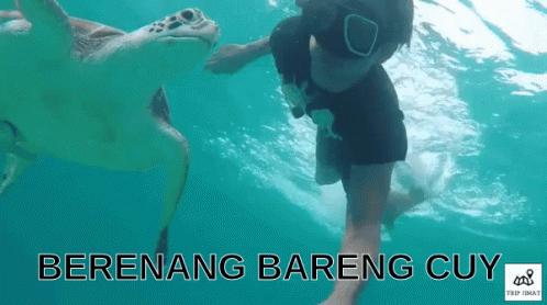 Bareng Cuyy GIF - Penyu Turtle Berenang GIFs