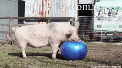 a picture of a pig playing with a blue ball with the words " нива тернопіль " above it