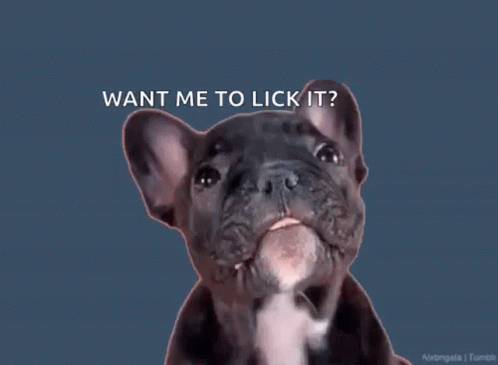 Want Me To Lick It Dog GIF - Want Me To Lick It Dog Cute GIFs