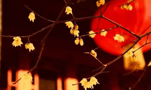 a tree branch with yellow flowers and a red lantern behind it