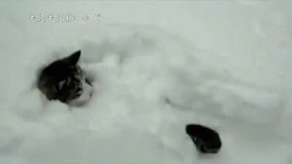 Cat Snow GIF - Cat Snow Tail Wagging GIFs