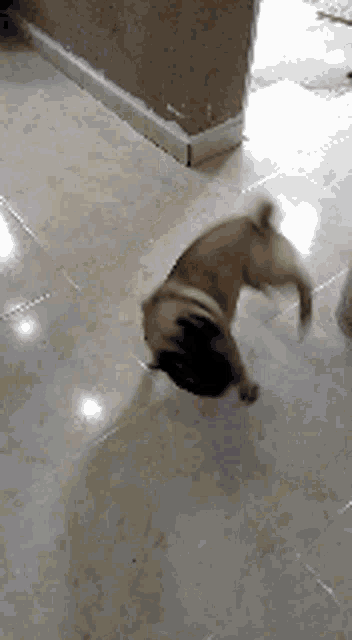 Dog Pug GIF - Dog Pug Dance GIFs