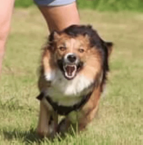 Psycho Dog GIF - Psycho Dog Aggressive GIFs