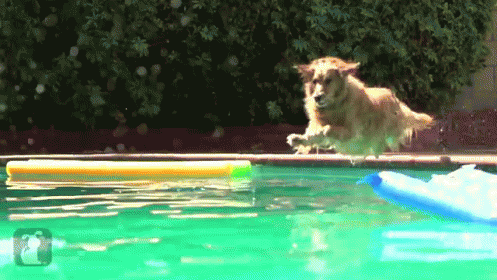 Magical Pool Dog GIF - Splash Doge Swim GIFs