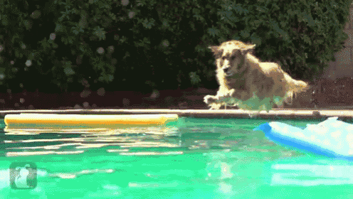 a dog is jumping into a swimming pool next to a blue surfboard .