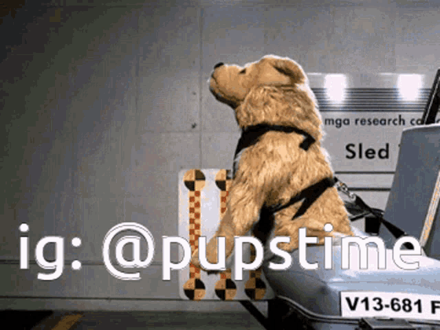 a stuffed dog is sitting on a suitcase in front of a sled sign