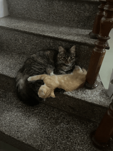 three cats laying on top of each other on a set of granite stairs