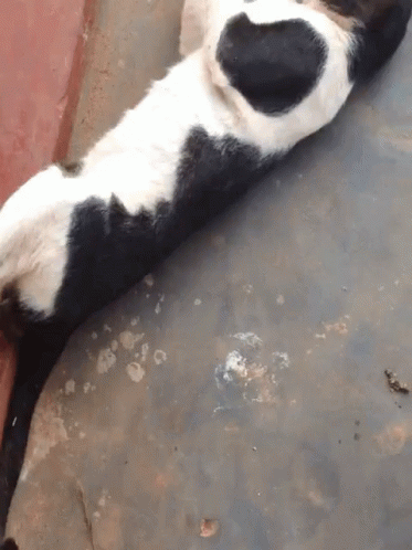 Cat Funny GIF - Cat Funny Rolling GIFs