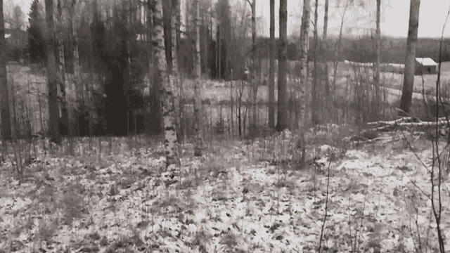 a black and white photo of a snowy forest with the number 211 visible
