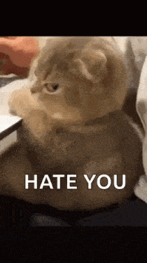 a cat is sitting on a bed with the words `` hate you '' on it .