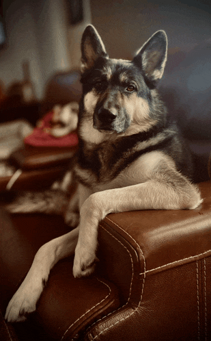 a black and white dog laying on a brown leather couch looking at the camera