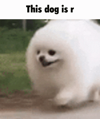 This Dog Is R Post This Dog GIF - This Dog Is R Post This Dog Dog GIFs