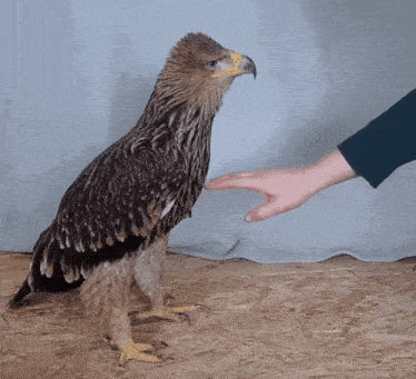 a person 's hand is touching an eagle 's feet