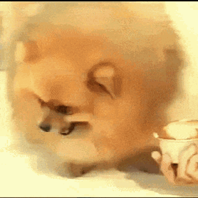 a pomeranian dog is licking a cup of coffee