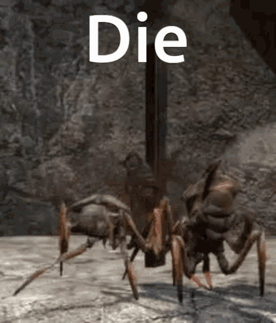 a spider is standing on a rocky surface with the word die written above it .