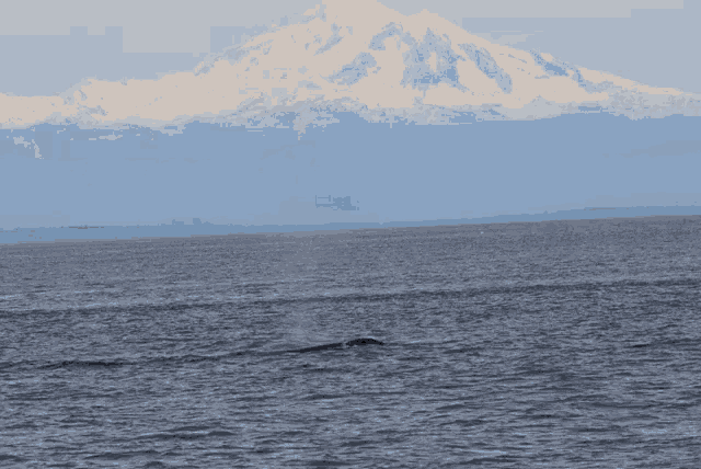 a whale blowing a bubble in the ocean with a mountain in the background