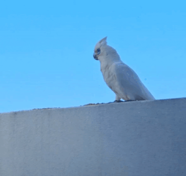 a white cockatoo standing on a ledge with a blue sky in the background