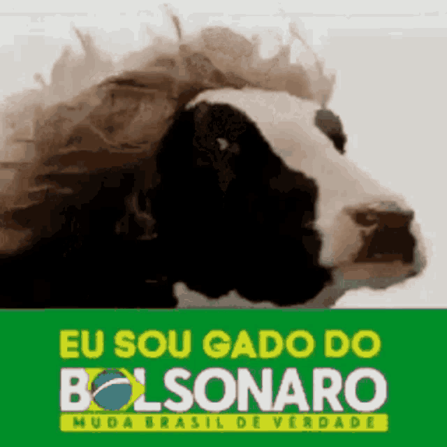a picture of a cow with a wig and the words eu sou gado do bolsonaro on the bottom