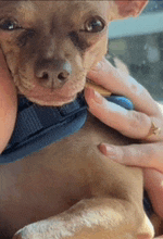 a person is holding a small brown dog in their arms .
