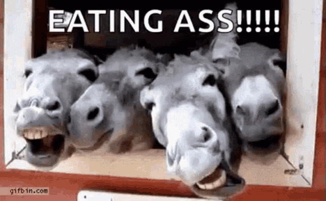 a group of donkeys standing next to each other with their mouths open and the words `` eating ass '' written above them .