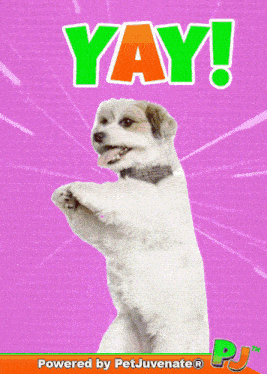 a picture of a dog with the words yay written on it