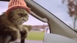 Cat Wife GIF - Cat Wife Catwifhat GIFs