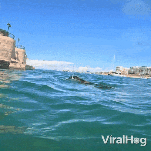 Diving Dog GIF - Diving Dog Viralhog GIFs