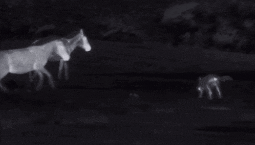 a group of horses are standing next to each other in a field at night .