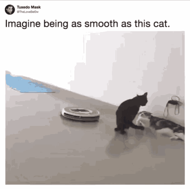Smooth Smooth Cat GIF - Smooth Smooth Cat Roomba Cat GIFs