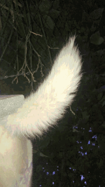 a close up of a white cat 's tail with a dark background