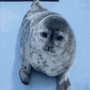 Tokkari Seal GIF - Tokkari Seal GIFs