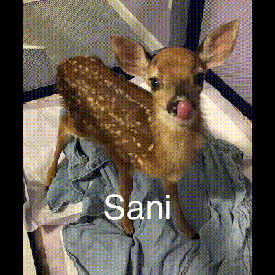 Sani Deer GIF - Sani Deer Beautiful GIFs