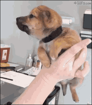 a person is holding a small brown dog in their hand with a 4gifs.com logo on the bottom