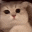 a close up of a cat 's face with a blurry background and a red nose .