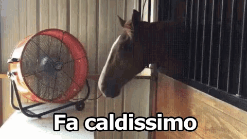 a horse looking out of a fence next to a fan that says fa caldissimo on it
