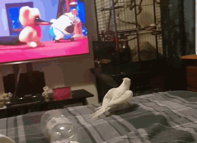 a bird sitting on a bed in front of a tv
